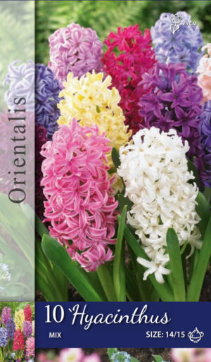 Hyacinthus mix