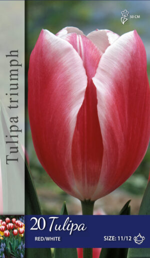 Tulipa Rood/Wit