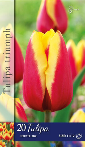 Tulipa Rood/Geel
