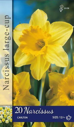 Narcissus Geel