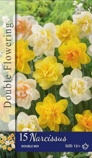 Narcissus dubbel gemengd
