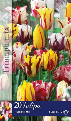 Tulipa gestreept gemengd