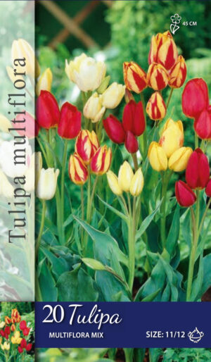 Tulipa Meerbloemig gemengd